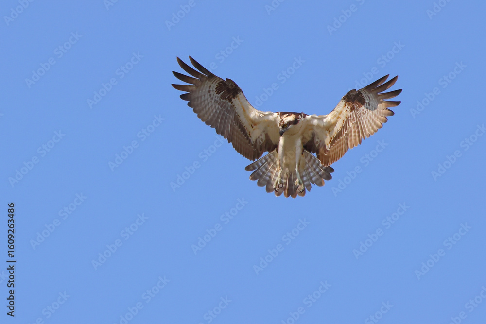 Obraz premium Osprey hovering in flight diving after prey blue sky. 