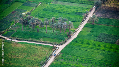 Aerial view of lush green fields with palm trees in clusters and a road cutting through the farmland near Luxor, Egypt