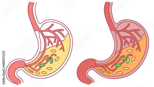 Stomach anatomy diagram showing digestion process and human stomach health with gastric system illustration