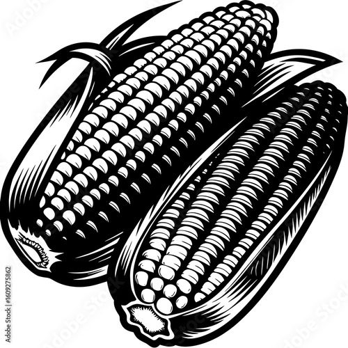 Fresh Corn Vegetable Illustration