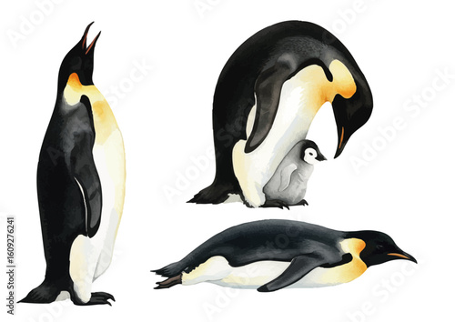 Vector watercolor Emperor Penguin / 水彩テイストのコウテイペンギンイラスト