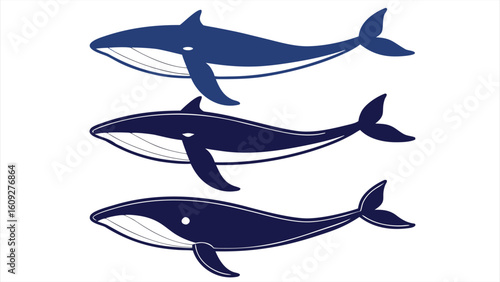 Silhouette trio of whale's blue humpback orca.