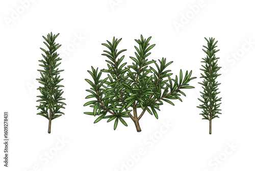 Vibrant green rosemary sprigs and bush for culinary and medicinal uses