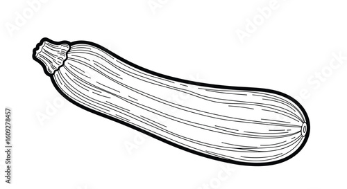 A detailed black and white drawing of a long curved zucchini squash with fine lines showing its ribbed texture and a stem at the top end