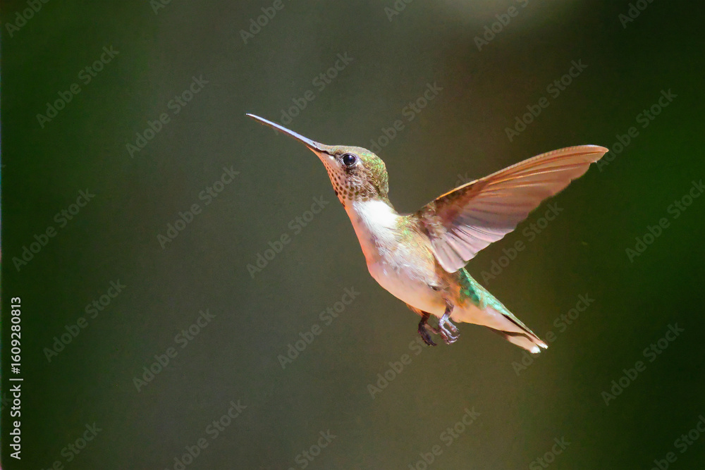 Fototapeta premium Ruby throated hummingbird pollenating colorful flowers. 