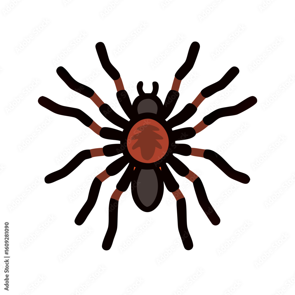 Detailed illustration of a tarantula spider Detailed illustration of a tarantula spider