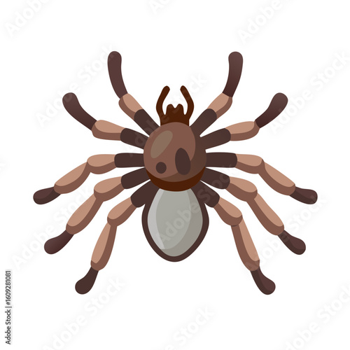 Detailed illustration of a tarantula spider