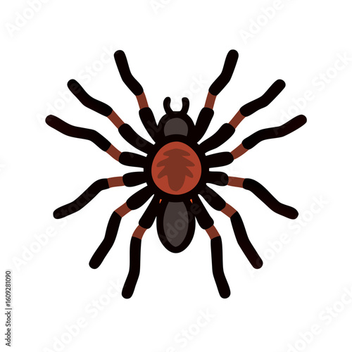Detailed illustration of a tarantula spider