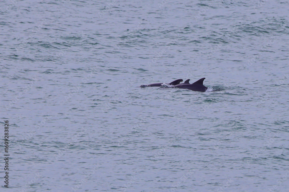 Fototapeta premium Pod of dolphins swimming in bay. 