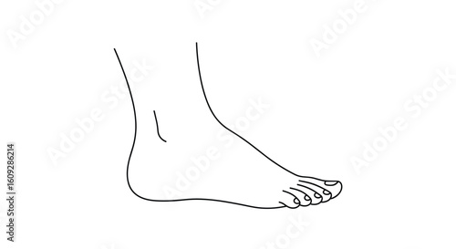 Understanding the human foot anatomy and its biomechanical functions for optimal health and wellness