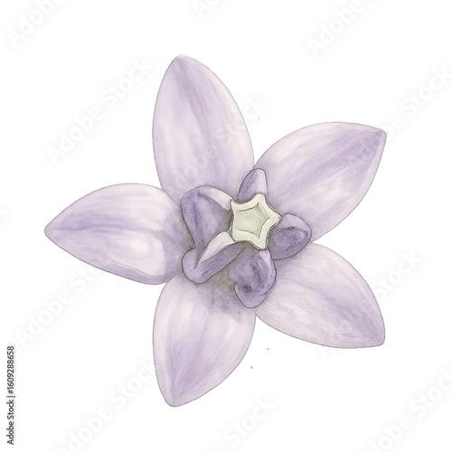 Crown Flower – Single Bloom Top View on Transparent Background