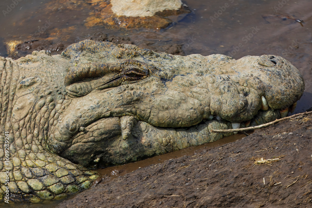 Fototapeta premium Nile crocodiles bathe in the waters of the Mara River photographed on an African Safari