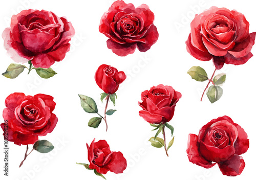 red roses isolated on white