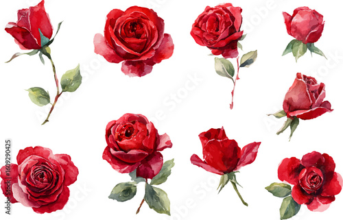 set of red roses isolated