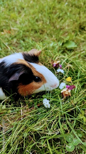 guinea pig in grass