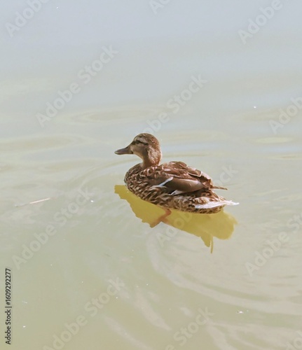 duck in the water