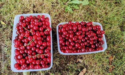 red currant berries