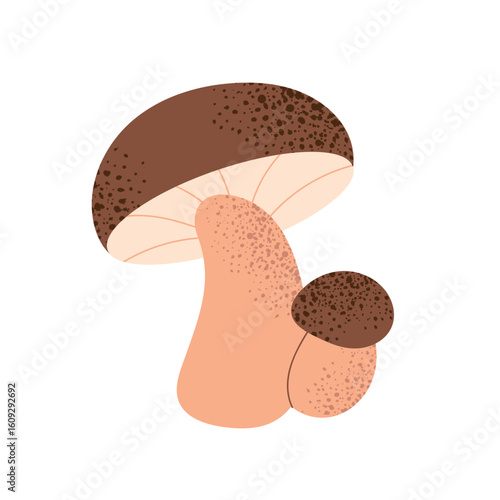 Mushroom, forest fungus with brown cap and thick stem. Edible boletus with small twin mushroom. Flat vector illustration of autumn mushroom isolated on white background.