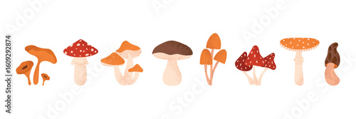 Forest mushrooms set. Collection of cute autumn fungi with different shapes and caps. Hand drawn vector illustration of woodland mushrooms isolated on white background.