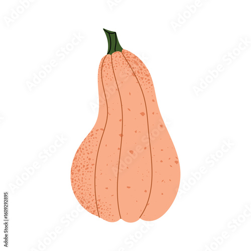 Pumpkin, autumn vegetable in elongated shape. Fall squash with speckled texture. Thanksgiving and Halloween seasonal harvest. Flat vector illustration of cute gourd isolated on white background.