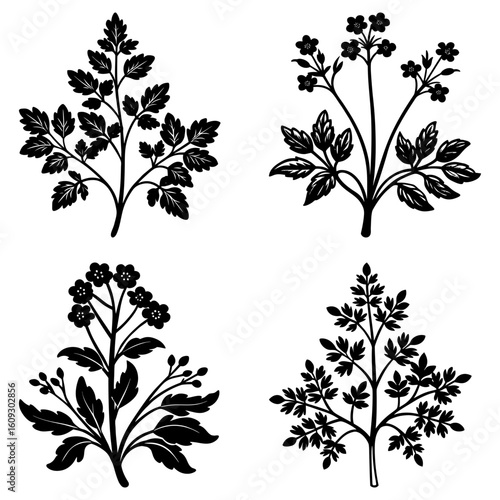 Four botanical illustrations showcasing different plant species with detailed leaf and flower structures