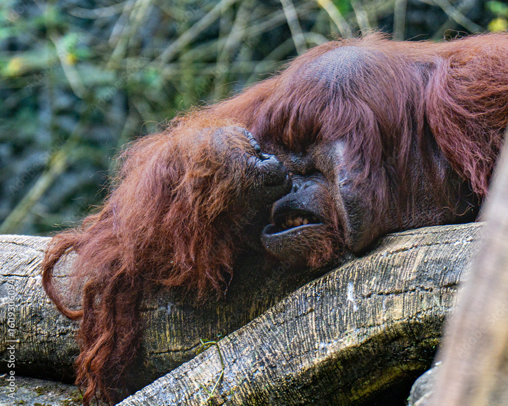 Obraz premium A peaceful orangutan resting on a tree trunk surrounded by lush greenery in the forest