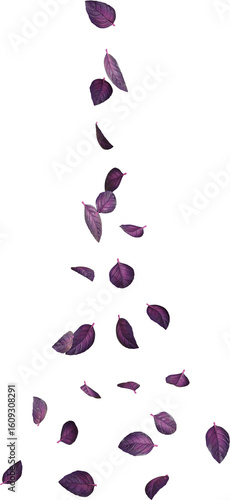Purple Basil Leaves