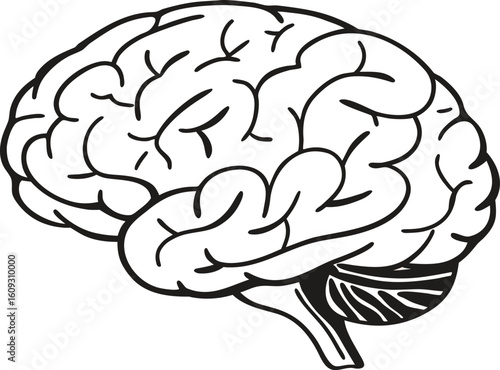 Human brain vector illustration depicting the anatomy of a healthy mind, symbolizing intelligence and medical science