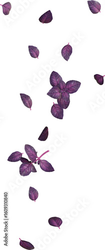 Purple Basil Leaf