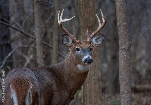 White-tailed deer buck walking through the forest during the autumn rut in Canada