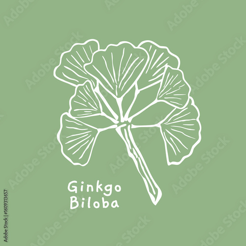 Ginkgo biloba leaf hand drawn vector for natural design product packaging
