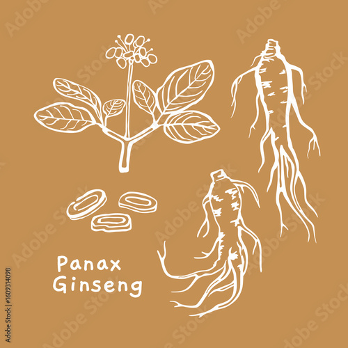 Panax ginseng root hand drawn vector, for herbal supplement and wellness packaging