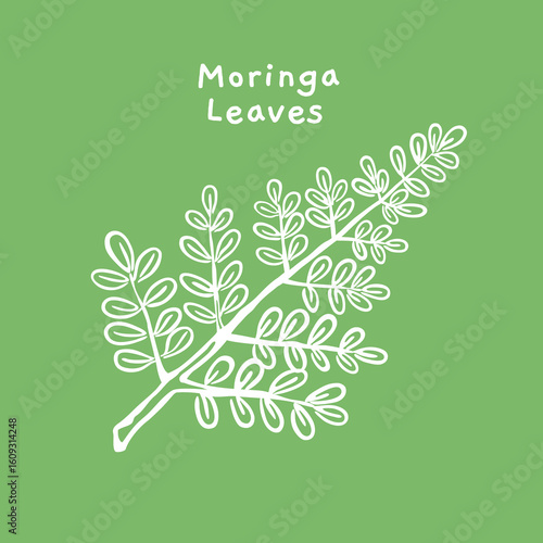 Moringa leaf hand drawn vector, for organic product packaging