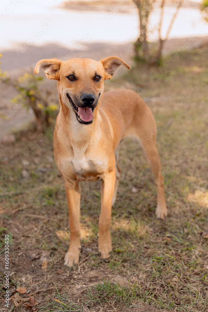 Smiling Caramel Dog Smiling Caramel Dog