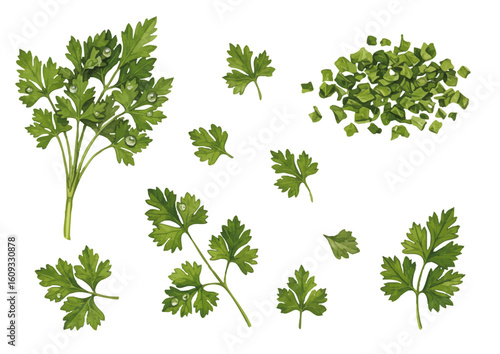 Vector watercolor parsley / 水彩テイストのパセリイラスト