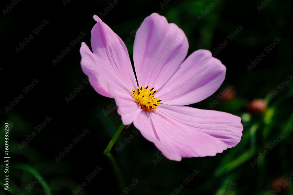 Obraz premium red carnation flower