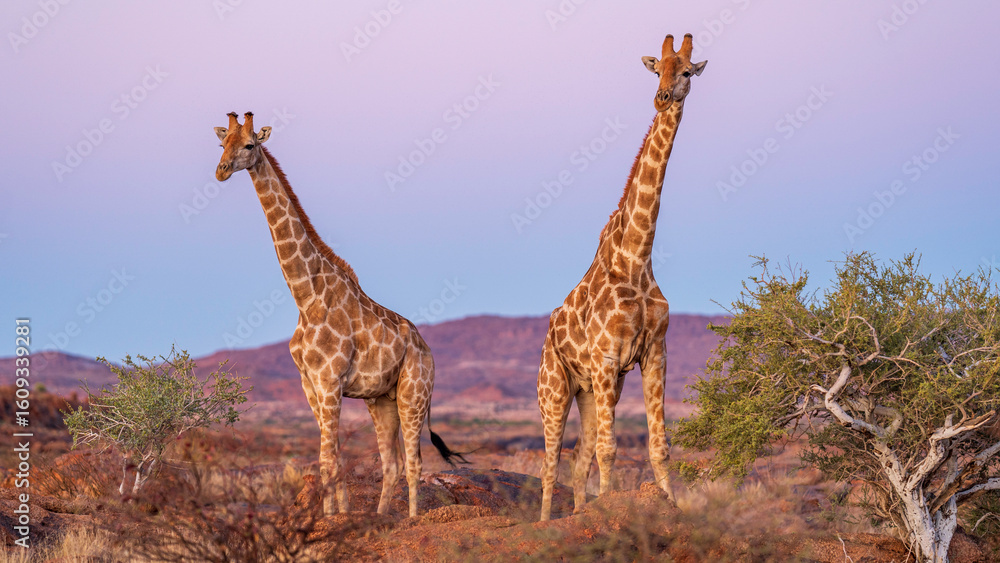 Fototapeta premium Magical encounter with two giraffes in the wild, Augrabies National Park, South Africa