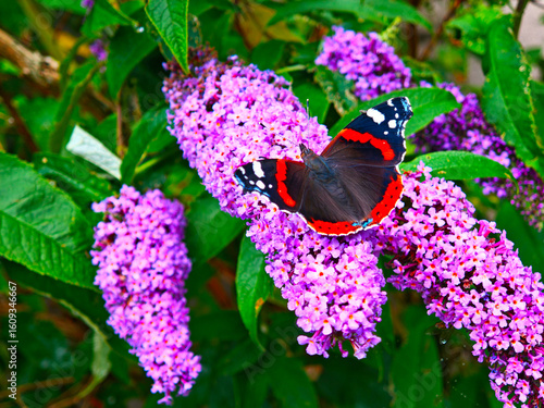 butterfly, Red Admiral, Vanessa atalanta on a butterfly bush