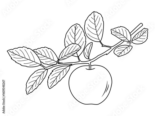 Apple Branch with Fruits Outline Vector Illustration,Apples hanging from a trees branch in Natural view,Apple tree branch with flowers, leaves and hanging ripe sweet fruit line icon vector illustratio