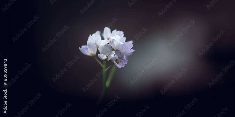 Obraz premium Solitary Bloom: A delicate cluster of light lavender blossoms gracefully emerges from a background of deep shadow, the pristine white petals and gentle green stem, bathed in the soft light.