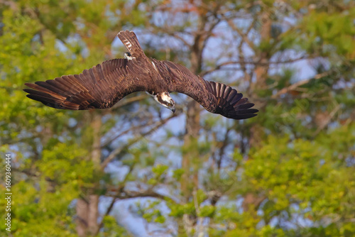 Osprey in dive attack towards prey in water. 