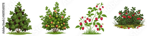 Set Vibrant berry bush illustrations for gardening, culinary uses, and educational materials to promote healthy living and sustainability