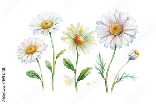 set of watercolor Chamomile Branch vector illustration isolated on white background