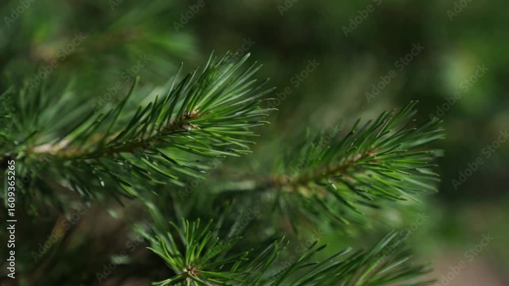 A close-up of pine needles softly shifting in the breeze, surrounded by lush green blur. This calm forest scene offers a serene pause and a deep breath of stillness. A close-up of pine needles softly shifting in the breeze, surrounded by lush green blur. This calm forest scene offers a serene pause and a deep breath of stillness.