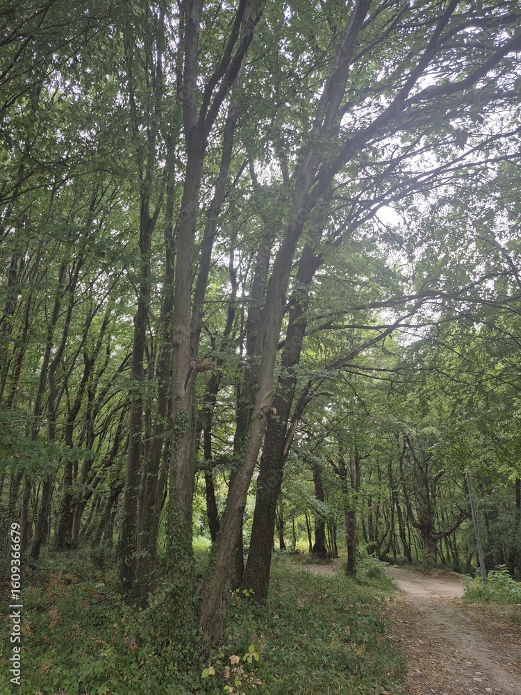 Obraz premium path in the forest