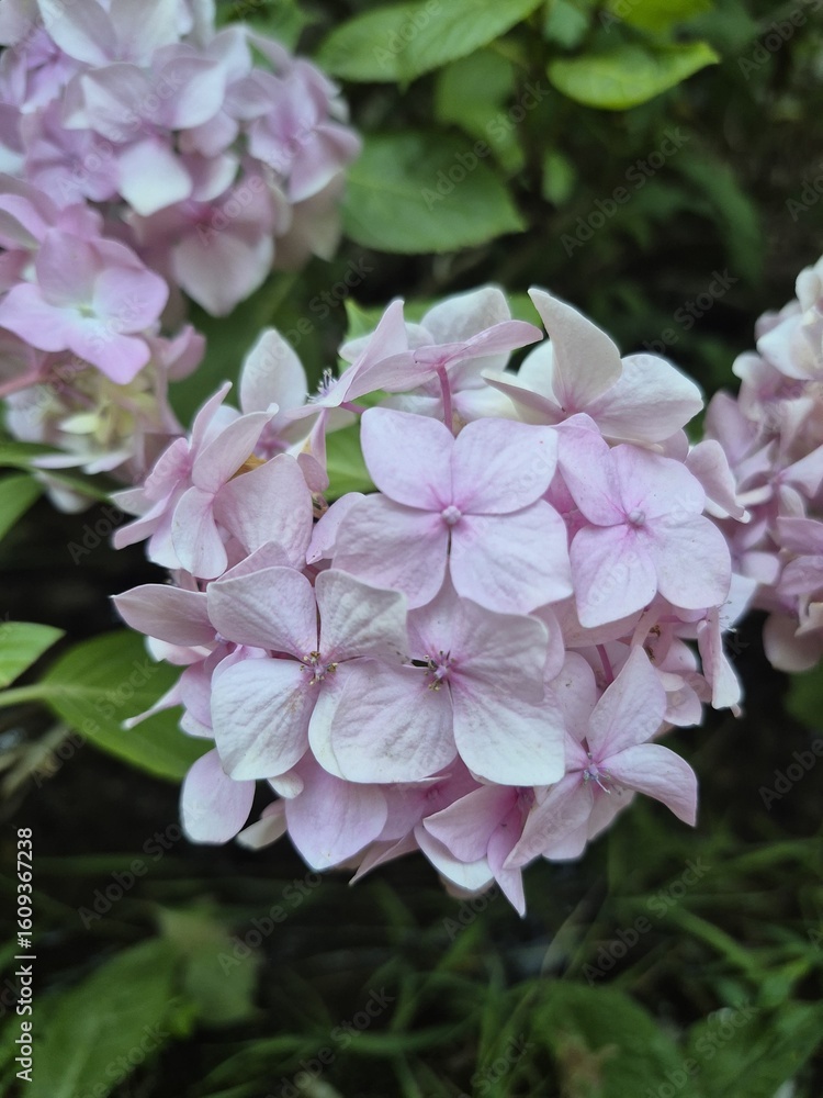 Fototapeta premium hydrangea flower, pink beatiful flower, big pink flowers