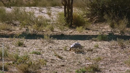 Wallpaper Mural Leopard tortoise in Kgalagadi transfrontier park, South Africa ; Specie Stigmochelys pardalis family of Testudinidae Torontodigital.ca
