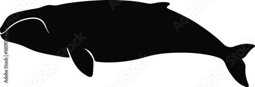 Silhouette bowhead whale swimming in ocean vector illustrator