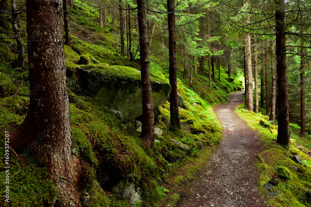 Obraz premium Forest trail