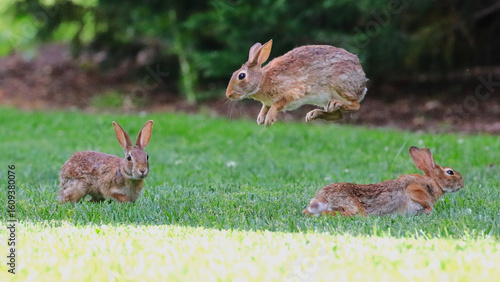Принти на полотні Bunnies cottontail rabbits hopping in grassy field.